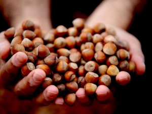 Fındık Haftanın Son Gününde Serbest Piyasada 14,5 Liradan İşlem Gördü