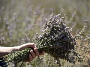 Gümüşhane Artık Lavanta Kokuyor
