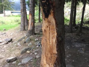 5 Liralık Çıra İçin 70 Yıllık Ağaçlara Böyle Zarar Verdiler