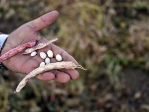Köse’de Kuru Fasulye Hasadı Başladı