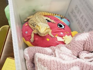 Canı Sıkılan Sakallı Ejderi Okula Getirdi