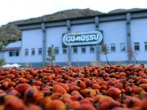 Gümüşhane’de Kuşburnu Bereketi