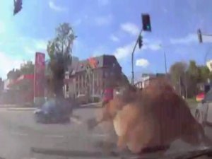 Polonya’da Geyikten Sürücü Adayına Unutamayacağı Sürüş Dersi