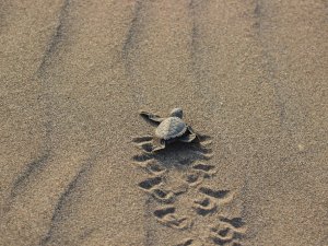 Caretta Yavruları Denize Kavuşma Yolculuğunda