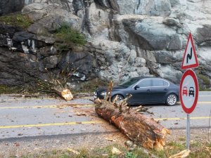 Zigana Dağı’nda Yola Düşen Ağaç Gümüşhane-Trabzon Karayolunu Ulaşıma Kapattı