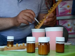 Karadeniz’de Gramla Üretilen Arı Sütü, Yurt Dışına İhracat Yolunda