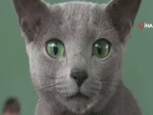 Kediler Polonya’da Yarıştı