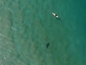 Köpek Balığı Saldırısını Drone İle Engelledi