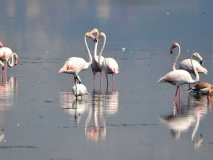 Flamingolar Kışı Geçirmek İçin Hersek’e Geldi