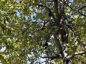 Gümüşhane’de Son Bir Haftada 5 Kişi Ceviz Ağacından Düşerek Ağır Yaralandı