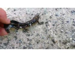 Nesli Tükenen Kertenkele Türüne Rize’de Rastlandı