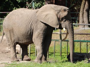 Veteriner Testereyle Filin Dişini Keserken O Bir Kova Elma Yedi