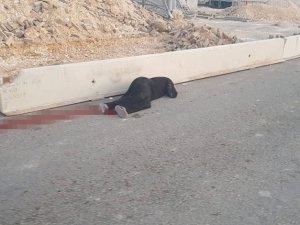 İsrail’in Katlettiği Filistinli Kadının Kimliği Ortaya Çıktı