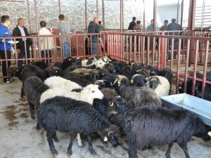 Gümüşhane’de Genç Çiftçilere Küçükbaş Hayvanları Dağıtıldı