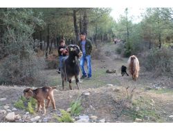Baharın Müjdecisi Oğlaklar Doğdu
