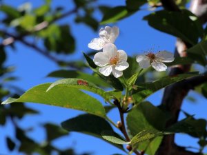 Gümüşhane’de İklimi Şaşıran Vişne Ağacı Sonbaharda Çiçek Açtı
