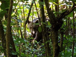 Fındıklıkta Tele Takılan Ayı Kurtarıldı