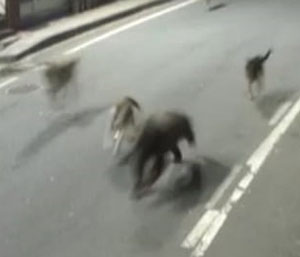 Rize’de Köpeklerin Ayı Kovalaması Güvenlik Kamerasında