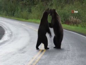 Kanada’da İki Ayı Birbirine Girdi