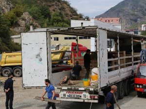 Artvin’in Şampiyon Boğaları Aydın’a Doğru Yola Çıktı