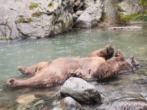 Araklı’da Dere İçinde Bir Ayı Ölü Bulundu