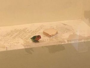 Hollanda’da Polis Papağanı Gözaltına Aldı