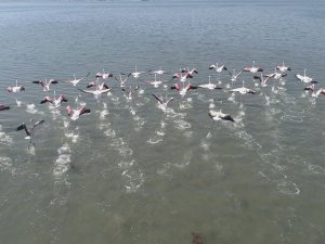 Flamingolar İzmit Körfezi’ne Akın Etti
