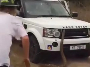 Dev Pitonun Saldırısından Son Anda Kurtuldular