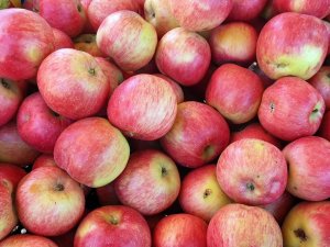 Gümüşhane Elmaları Hasat Edilmeye Başlandı