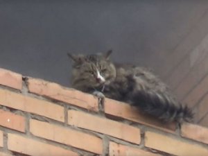 Rus İtfaiyesinden Anlamlı Hareket