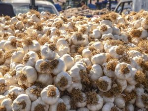 Sarımsağın Fiyatı Yüzde 45 Arttı