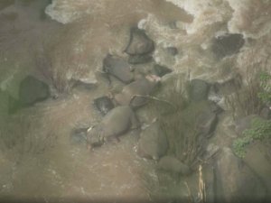 Taylan’da Milli Parkta 6 Fil Boğuldu