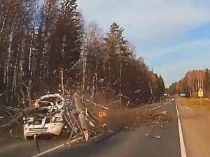 Devrilen Ağaç Otomobili Parçaladı