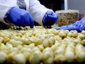 Fındık Üreticisi Fındığını 16 Lira Yerine 60 Liradan Satmanın Yolunu Buldu