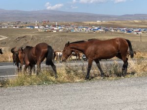 Kars’ta Yılkı Atları Görüntülendi