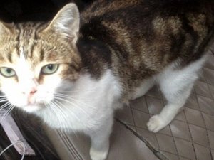 Rusya’da Uyuşturucu Taşıyan Kedi Ortadan Kayboldu