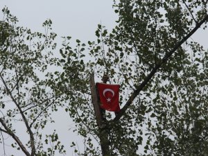 Metrelerce Uzunluktaki Ağaçlara Tarzan Gibi Tırmanıyor