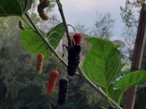 Ekim Ayında Meyve Veren Dut Ağacı Şaşırttı