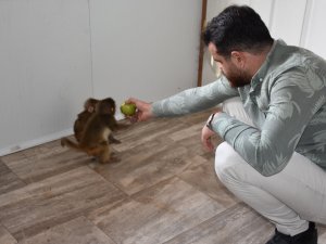 Nesilleri Tükenme Tehlikesi Altında: Şırnak’ta Ele Geçirildi