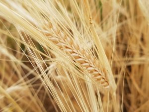 Kuraklık Sigortasında Ödemeler Tamamlandı