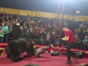 Sirkte Gösteri Yapan Ayı, Terbiyecisine Saldırdı