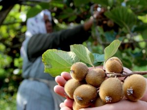 Kivi Üreticilerine Erken Hasat Uyarısı