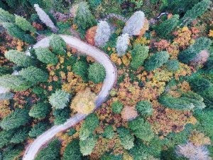 Doğal Ağaç Müzesinde Büyüleyici Sonbahar Manzaraları