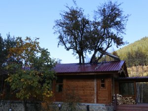 Artvinli İşletmecinin Ağaç Sevgisi Görenleri Şaşkına Çeviriyor