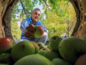 Bu Elma Sadece Gümüşhane’de Yetişiyor