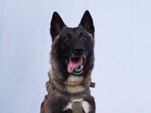 Trump, Bağdadi Operasyonunda Yaralanan Köpeğin Fotoğrafını Paylaştı