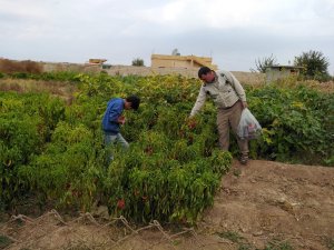 Tel Abyad’da Hasat Başladı