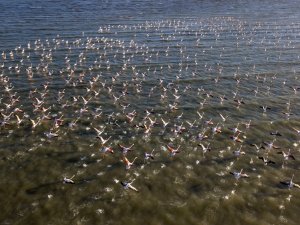 Van Gölü Binlerce Flamingoya Ev Sahipliği Yapıyor
