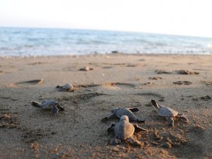 250 Bin Yavru Deniz Kaplumbağası Denizle Buluştu