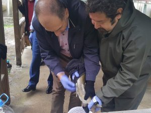 Türkiye’de Son 15 Yılda 18 Milyon 186 Bin 500 Adet Alabalık Yavrusu Derelere Ve Göllere Bırakıldı